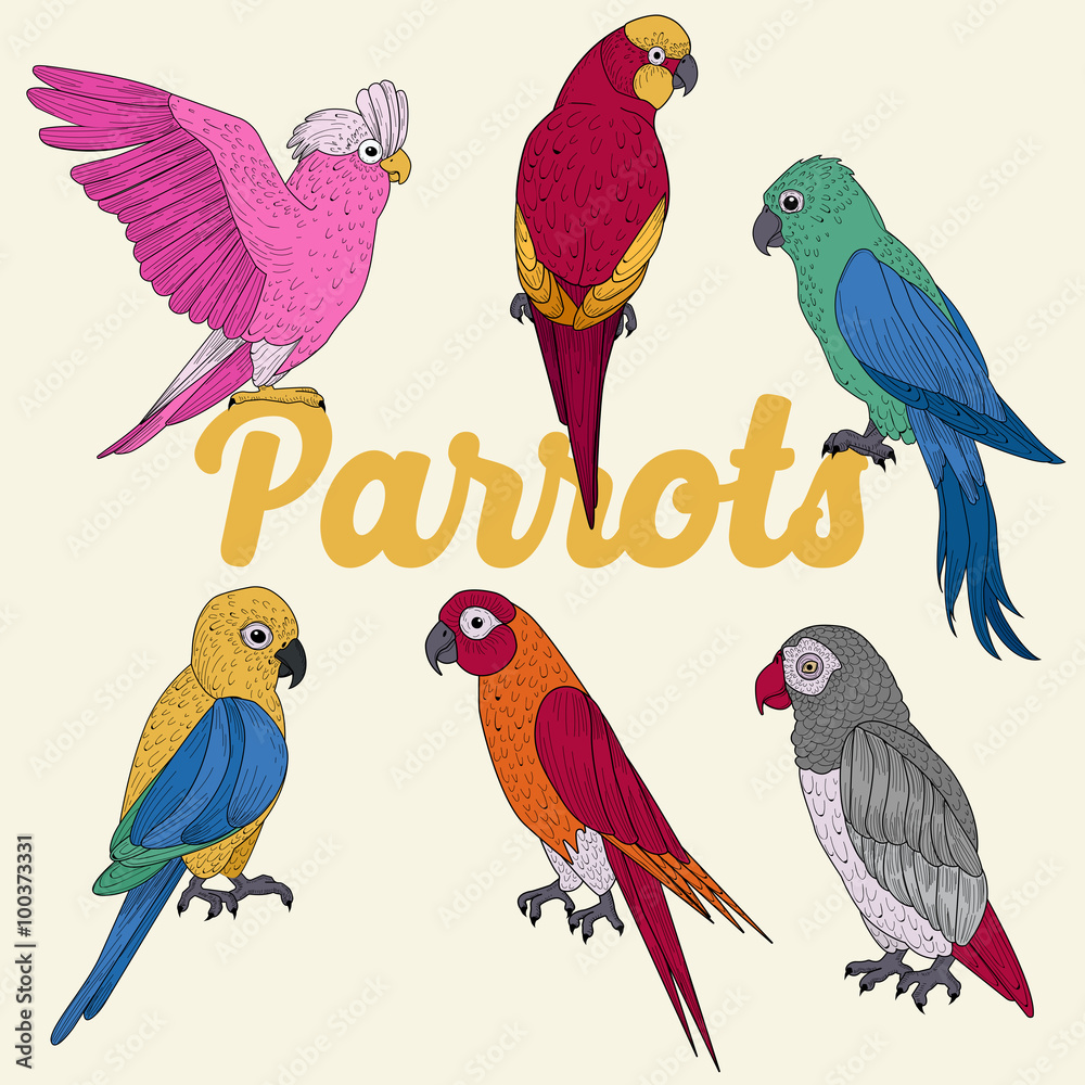 Obraz premium Exotic Parrots. Hand Drawn illustration in vector
