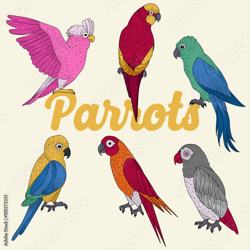 Exotic Parrots. Hand Drawn illustration in vector