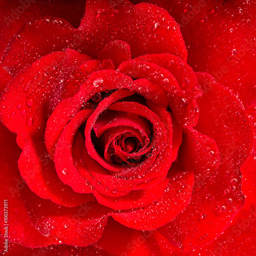 Fototapeta Naklejka Na Ścianę i Meble -  Red Rose. Flower with water drops