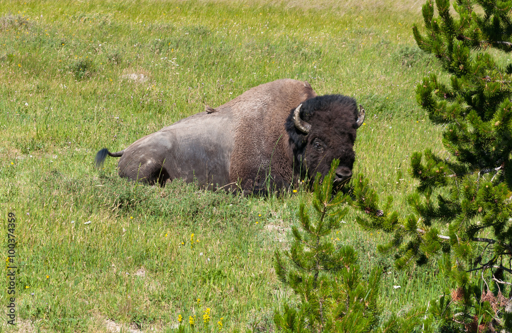 Bison sitting on grass at Yellowstone National Park Bison sitting on grass at Yellowstone National Park
