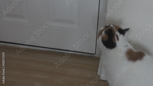Cat asks to go out and waits by the door to be opened.When sees the snow on green grass does not rush, but eventually decides to give a try and runs outside