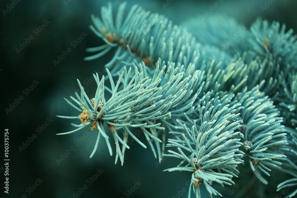 A branch of the fir-tree, close-up A branch of the fir-tree, close-up