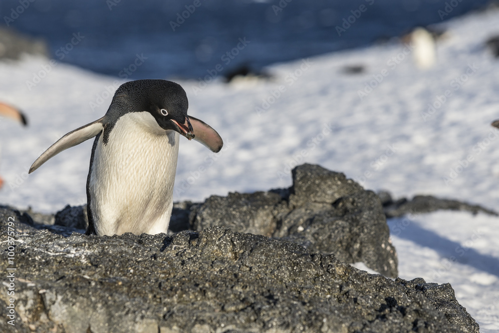 Obraz premium Adélie Penguin.