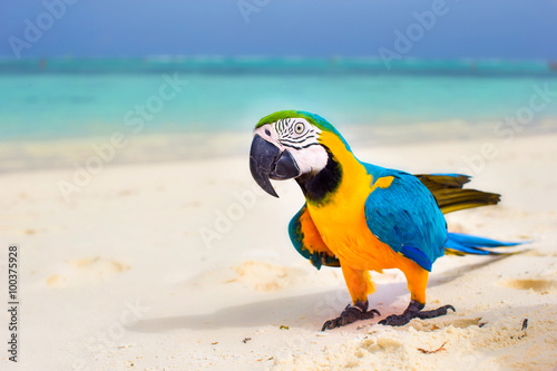 Closeup colorful bright parrot on white sandy beach at tropical island 