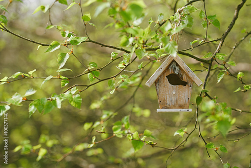 Little Birdhouse in Spring new birch leaves © Elena Moiseeva
