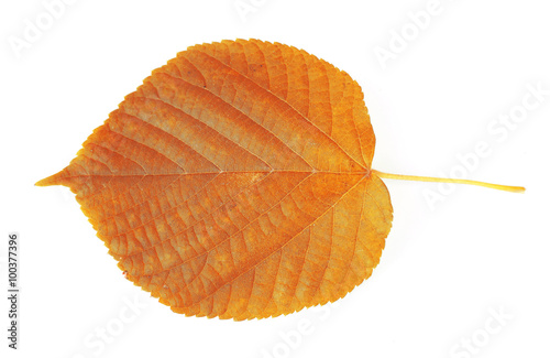 Beautiful green leaf, isolated on white