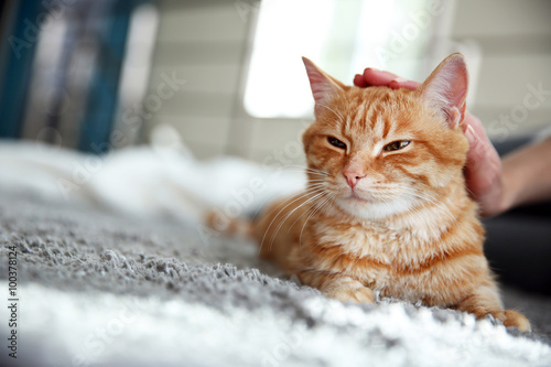 Fototapeta Naklejka Na Ścianę i Meble -  Red cat on the floor, close up