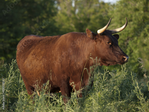 Red Devon Cow: A horned reddish brown cow standing in a green field