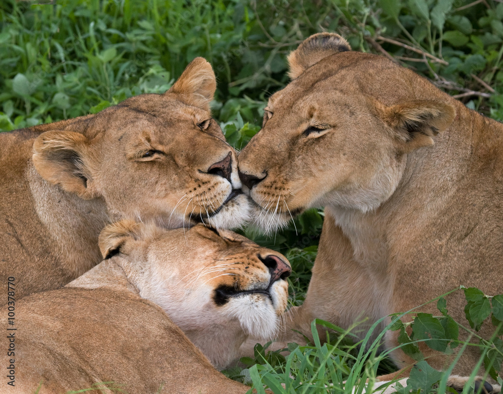 Obraz premium Three lionesses lie together. Kenya. Tanzania. Africa. Serengeti. Maasai Mara. An excellent illustration.