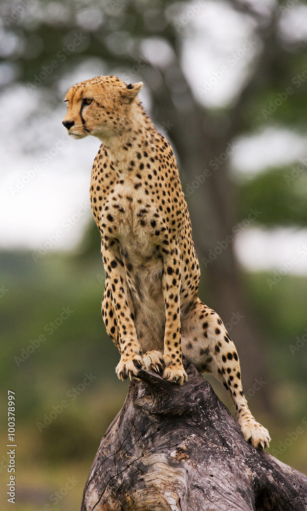 Cheetah sits on a tree in the savannah. Kenya. Tanzania. Africa. National Park. Serengeti. Maasai Mara. An excellent illustration. Cheetah sits on a tree in the savannah. Kenya. Tanzania. Africa. National Park. Serengeti. Maasai Mara. An excellent illustration.