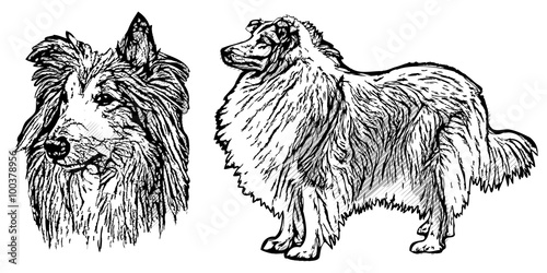 collie illustration