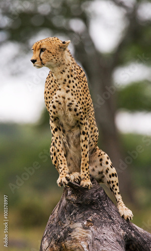 Cheetah sits on a tree in the savannah. Kenya. Tanzania. Africa. National Park. Serengeti. Maasai Mara. An excellent illustration.