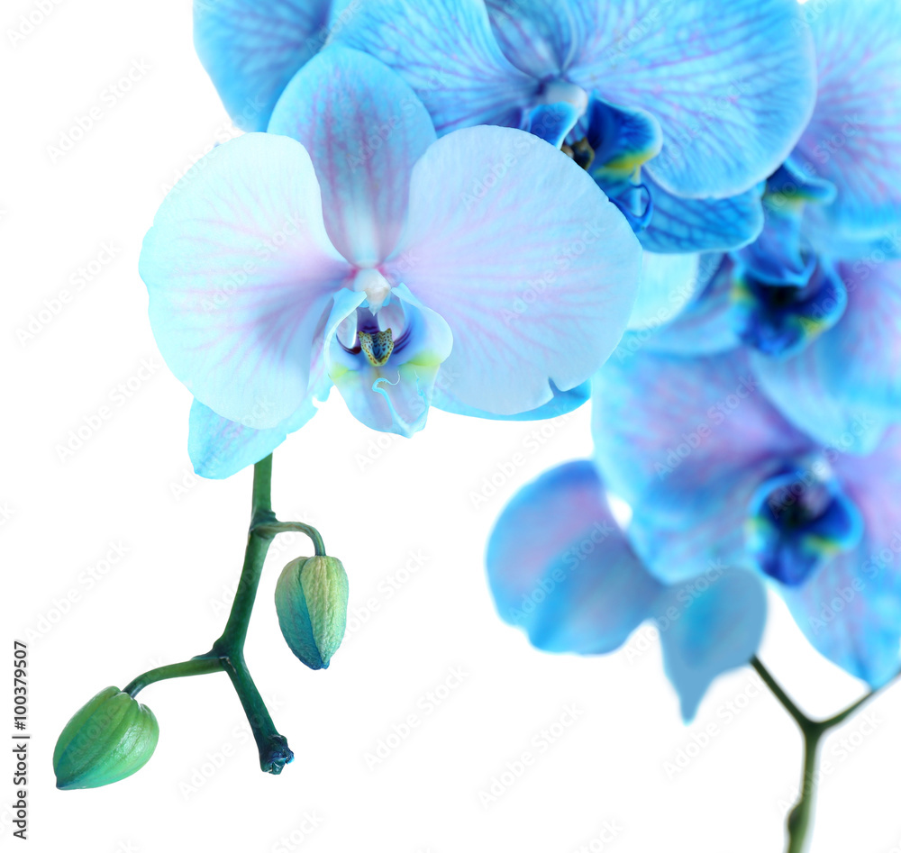 Obraz premium Beautiful blue orchid flower isolated on white background