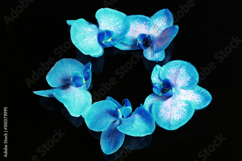 Beautiful blue orchid flowers on dark background