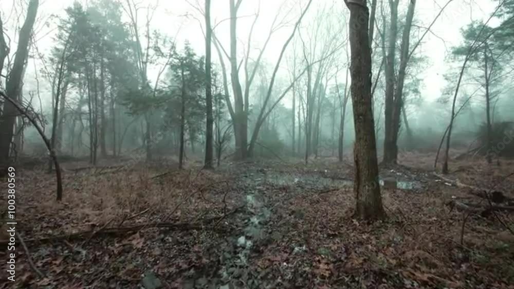 Walking through Foggy Woods Walking through Foggy Woods