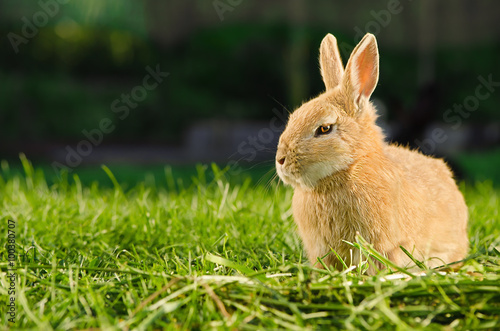 Domestic orange rabbit resting on grass