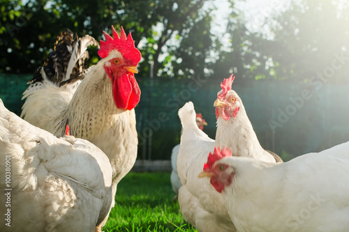 Domestic poultry photo