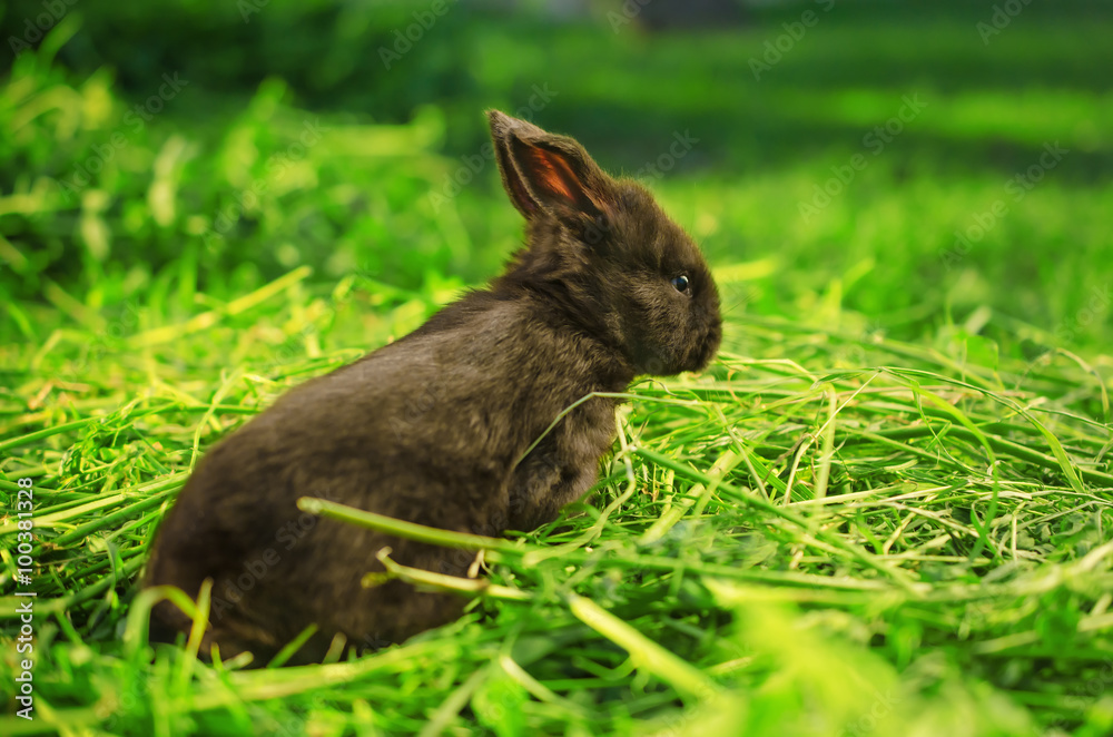 Little black bunny on the grass Little black bunny on the grass