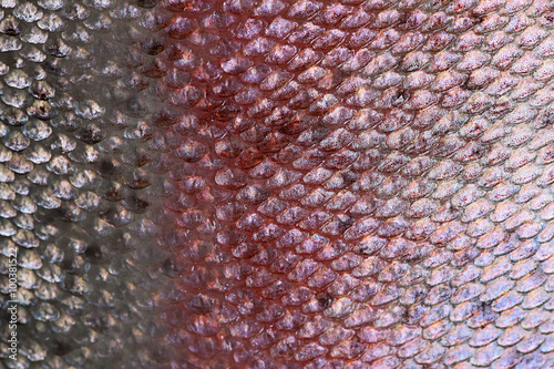 Salmon skin texture background, Scales of fish close up