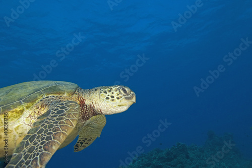 Sea turtle swimming at Hawaii coral reef © kgrif