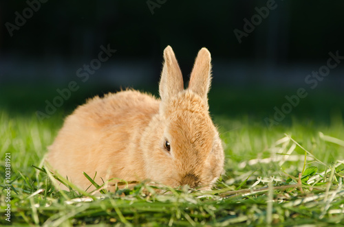 Orange domestic rabbit sitting in grass
