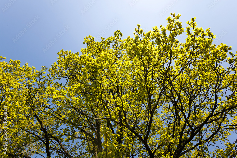 Fototapeta premium trees in spring