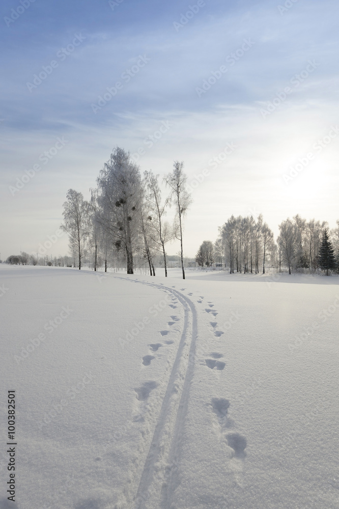Obraz premium trees in winter 