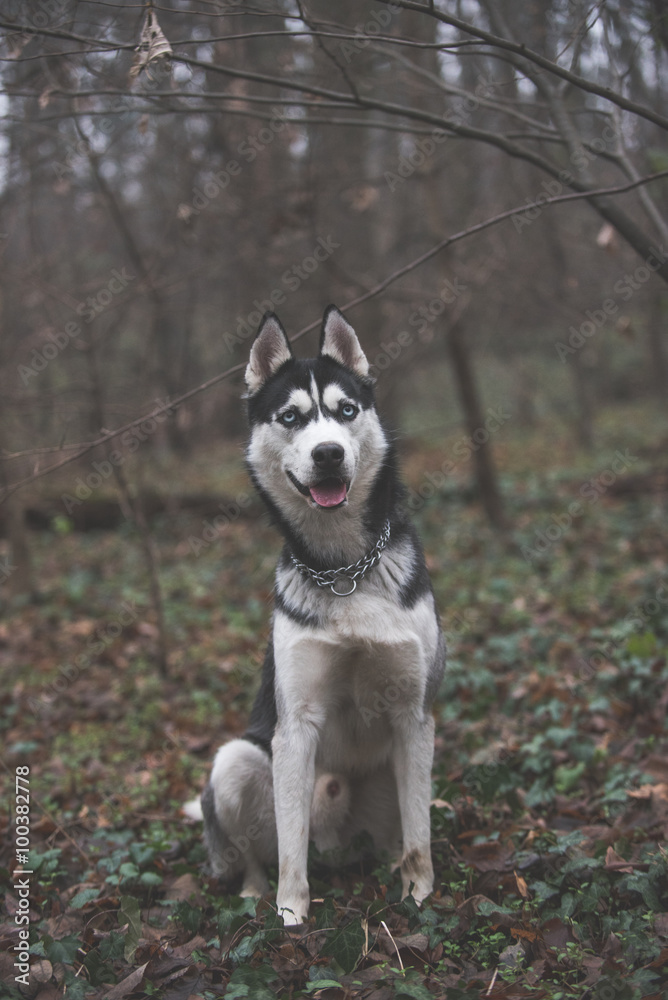 Husky posing in the forest