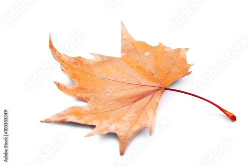 Golden autumn leaf isolated on white background