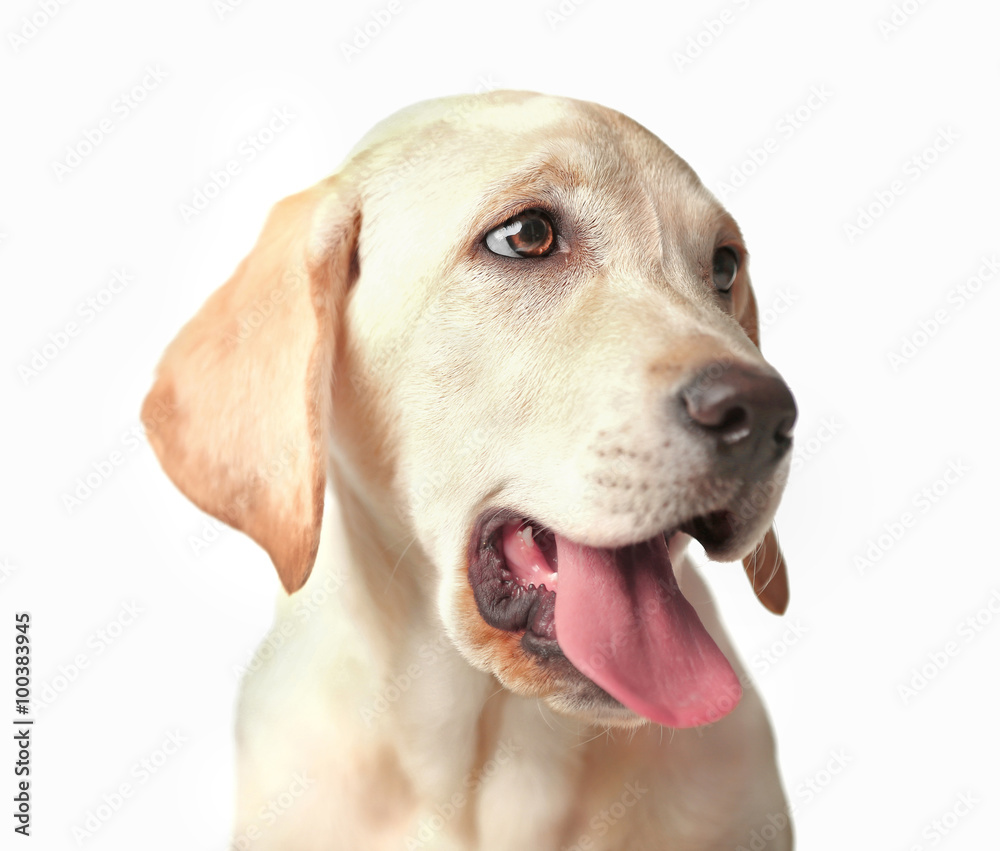 Portrait of beautiful Labrador retriever isolated on white background, close up