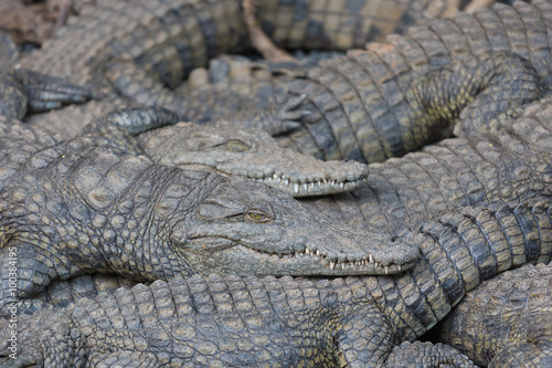 Crocodile lying on top of each other