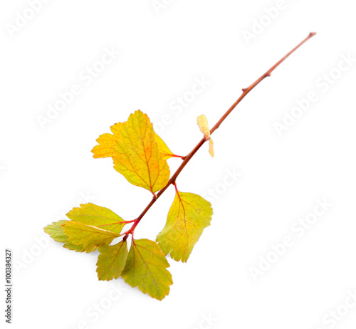 Branch with yellow leaves  isolated on white