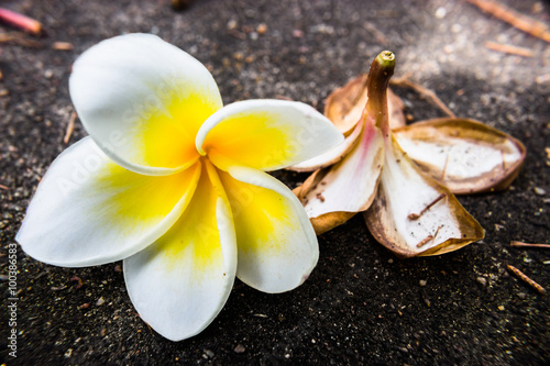 Fototapeta Naklejka Na Ścianę i Meble -  Flowers.
