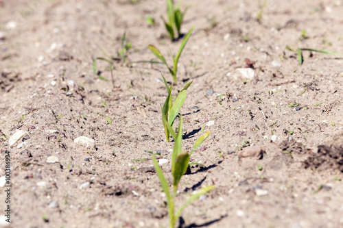 young sprout of corn 