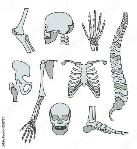Human skeleton. Vector flat line illustration set