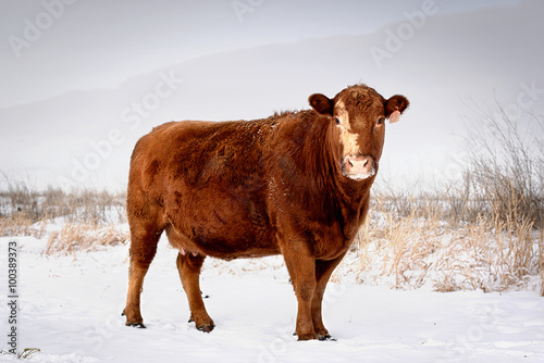 Cow in Snow 3