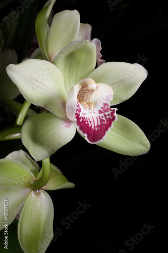 Orchids flowers  Cymbidium sp 