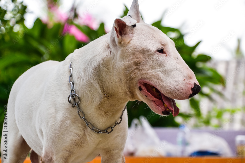 White English Bull Terrier Dog at home terrace