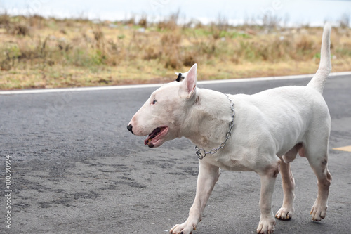 White English Bull Terrier Dog © bebeball