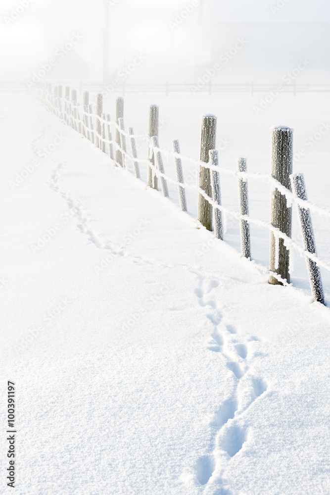 Cold winter morning with fence and tracks of a fox Cold winter morning with fence and tracks of a fox