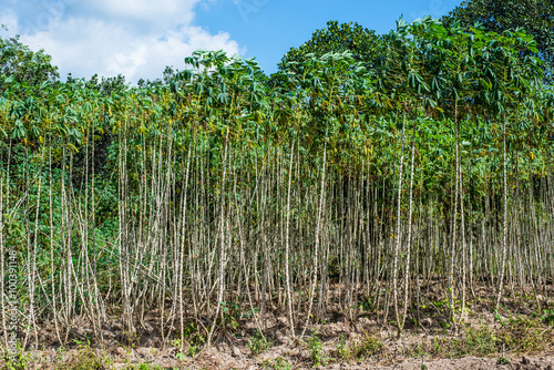 cassava plantation field in thailand