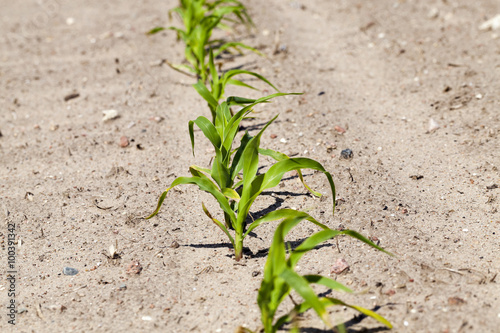 corn field. close-up 