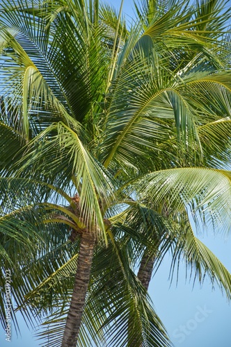 coconut tree in nature garden © mansum008