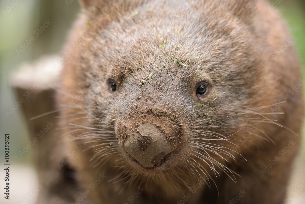 Fototapeta premium Closeup about an Australian common wombat