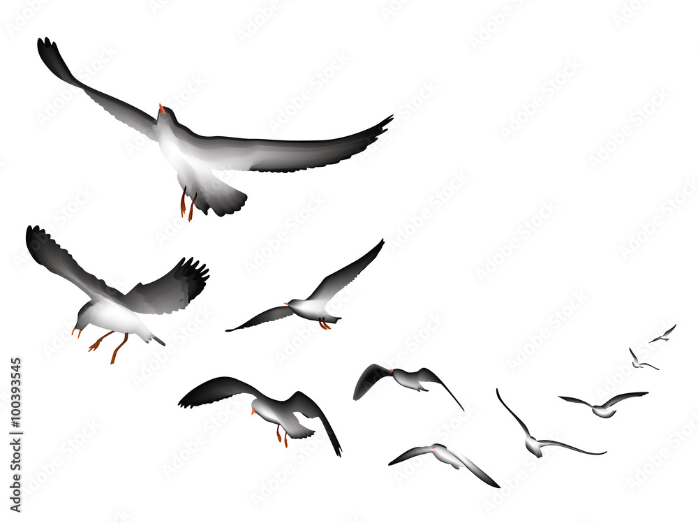 Naklejka premium flying seagulls vector Illustration isolated on white background