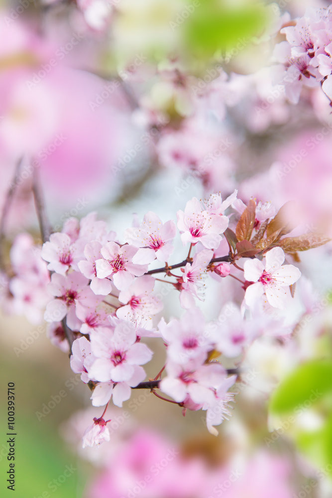 Spring border background with pink blossom