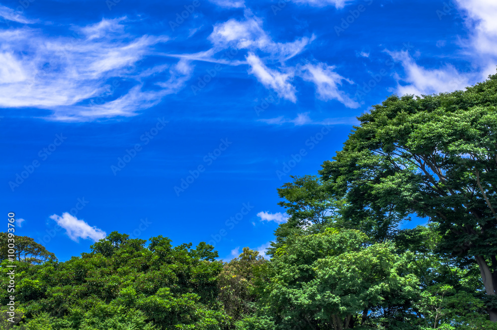 5月の公園 5月の公園