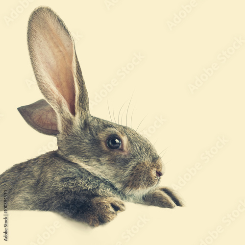 Rabbit on a White Background © olga pink