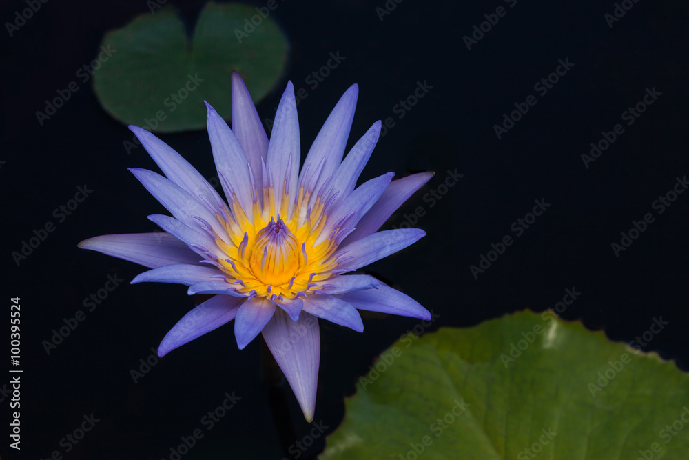 Beautiful water lilies.
