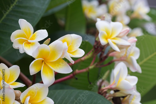 white frangipani tropical flower  plumeria flower blooming